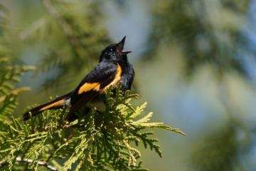 Huron Fringe Birding Festival - Huron Fringe Birding Festival